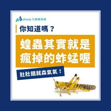 蝗蟲其實就是瘋掉的蚱蜢？變身狂化的背後原理