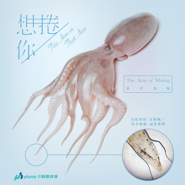 章魚有其中一支腕足是交配用的？一起看看怎麼分辨！