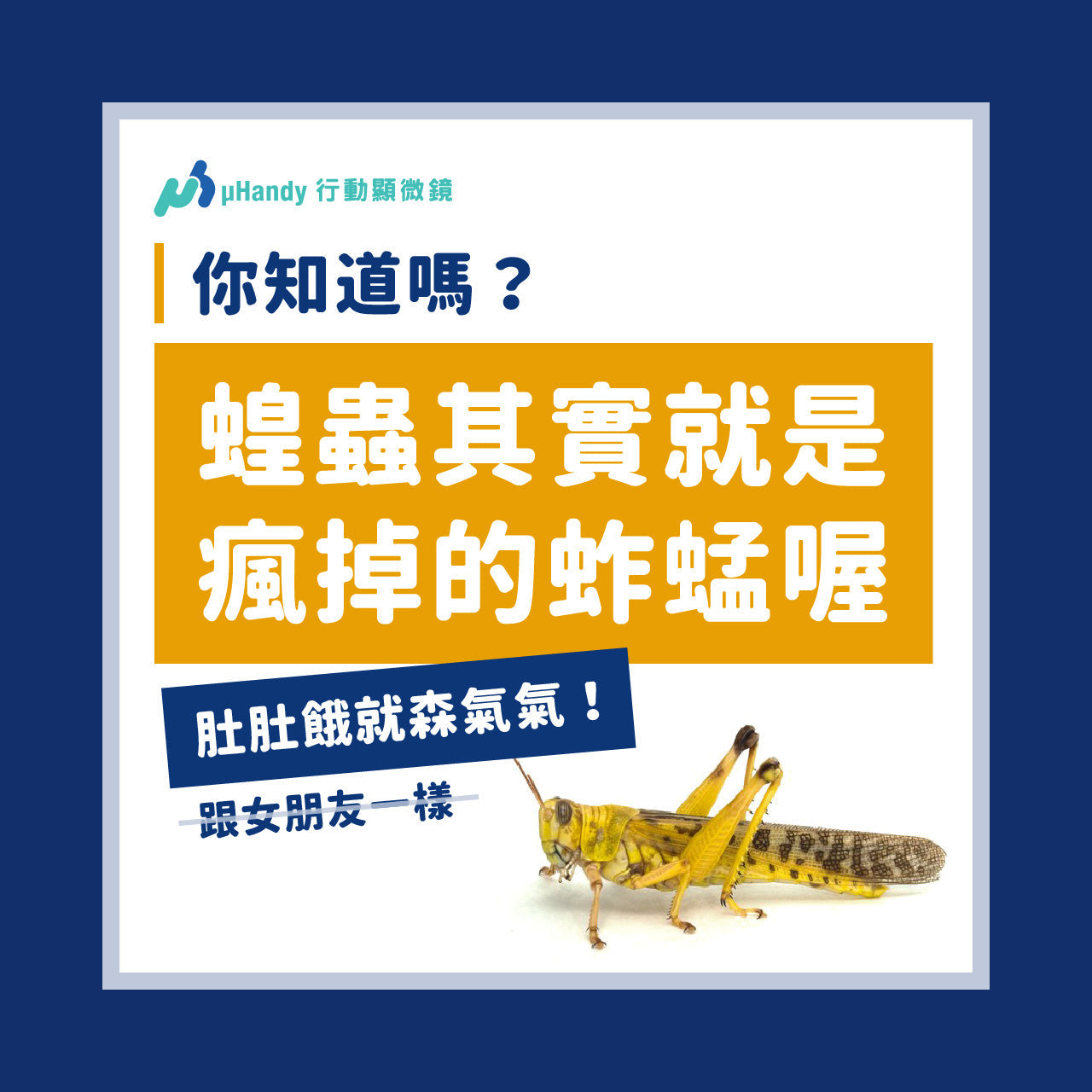 蝗蟲其實就是瘋掉的蚱蜢？變身狂化的背後原理
