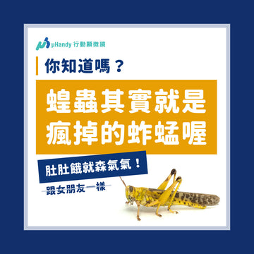 蝗蟲其實就是瘋掉的蚱蜢？變身狂化的背後原理