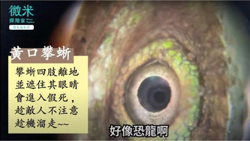 恐龍的迷你版？黃口攀蜥的顯微鏡探秘