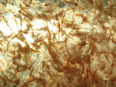 魚類飼養的活餌 — 豐年蝦