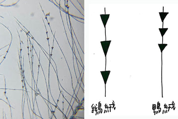 為什麼鵝絨的羽絨衣，會比鴨絨貴呢？鵝絨真的有比較保暖嗎？