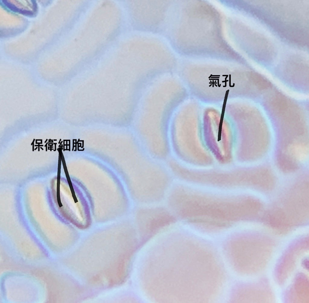 葉子氣孔的真面目——使用簡單材料，製作葉下表皮翻模