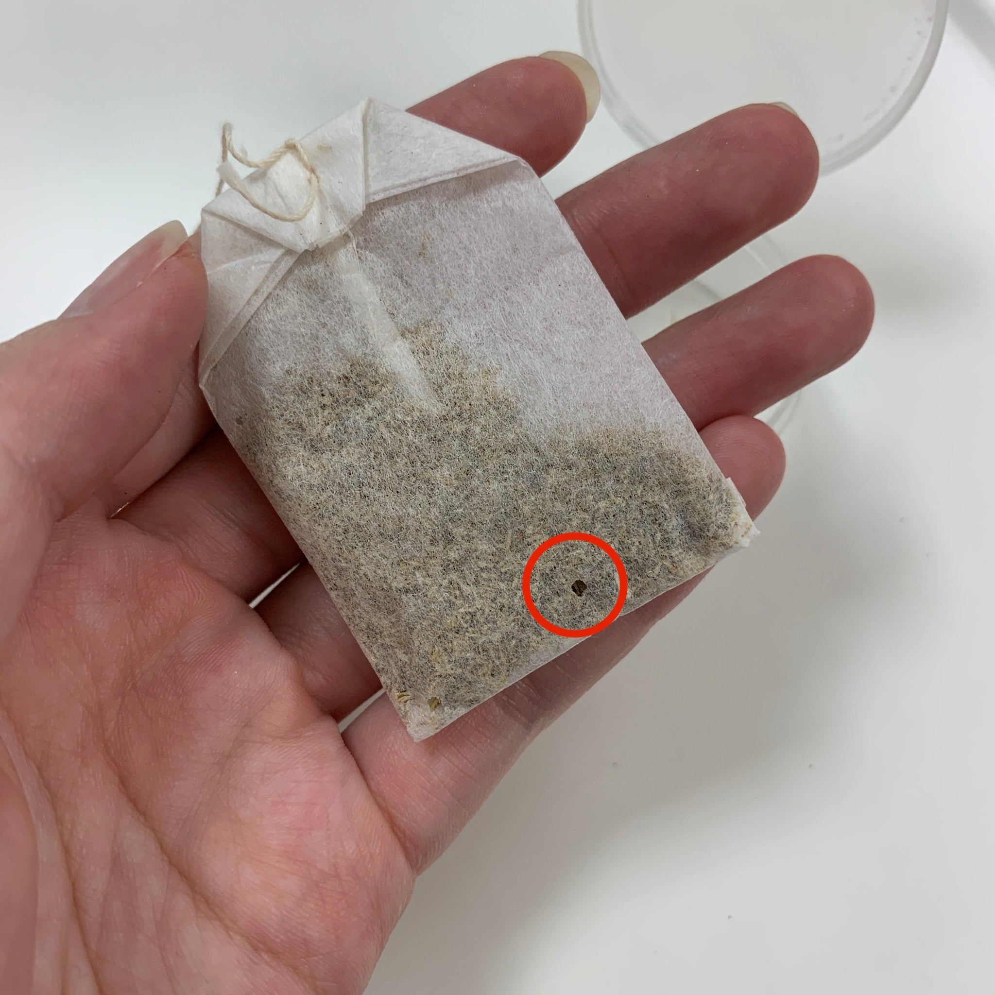 動起來的茶葉碎屑、還讓茶包破了洞？認識茶香與菸草的小精靈——菸甲蟲