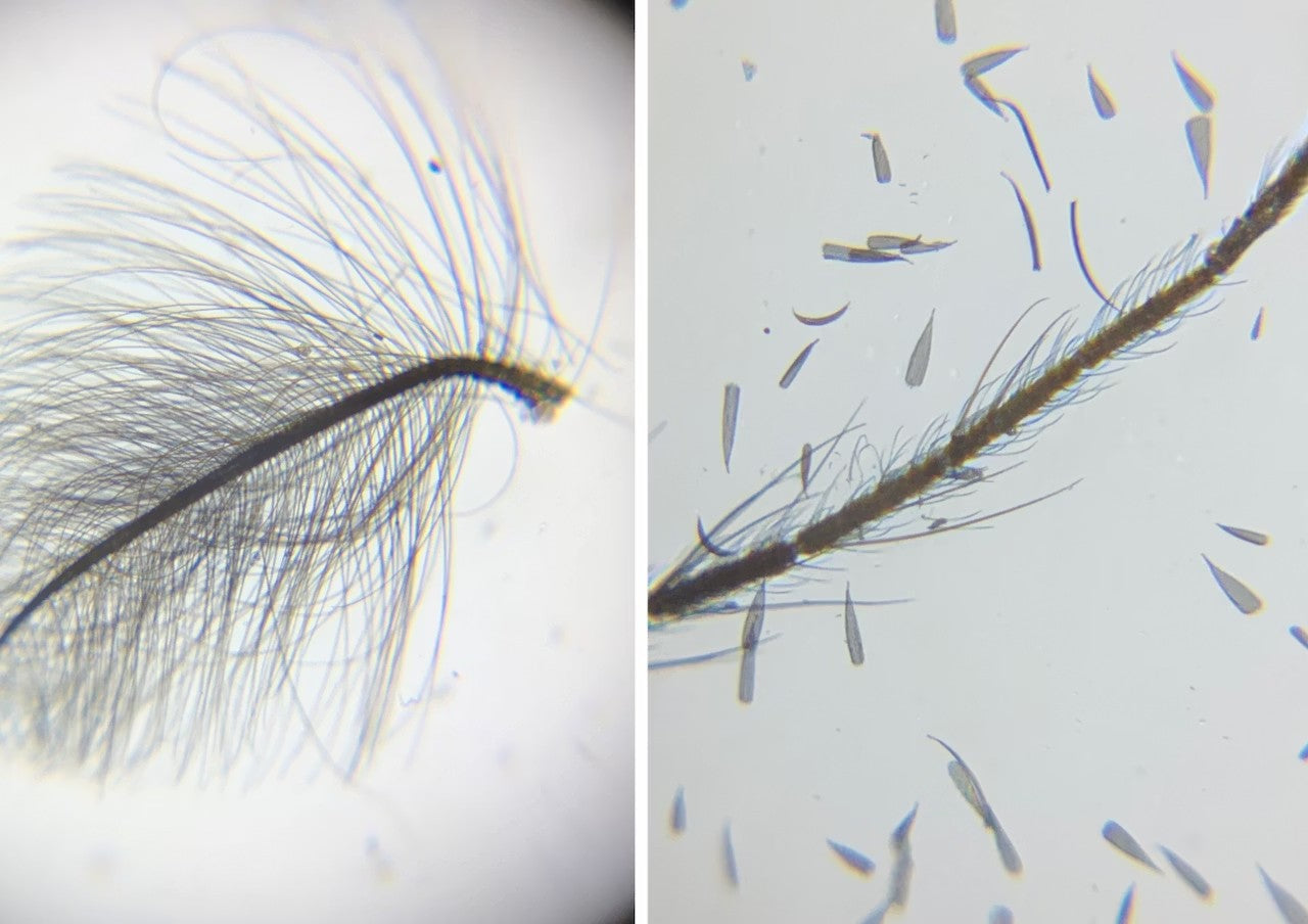如何分辨蚊子性別？為什麼蚊子不會傳染愛滋？一起用顯微鏡了解蚊子的二三事