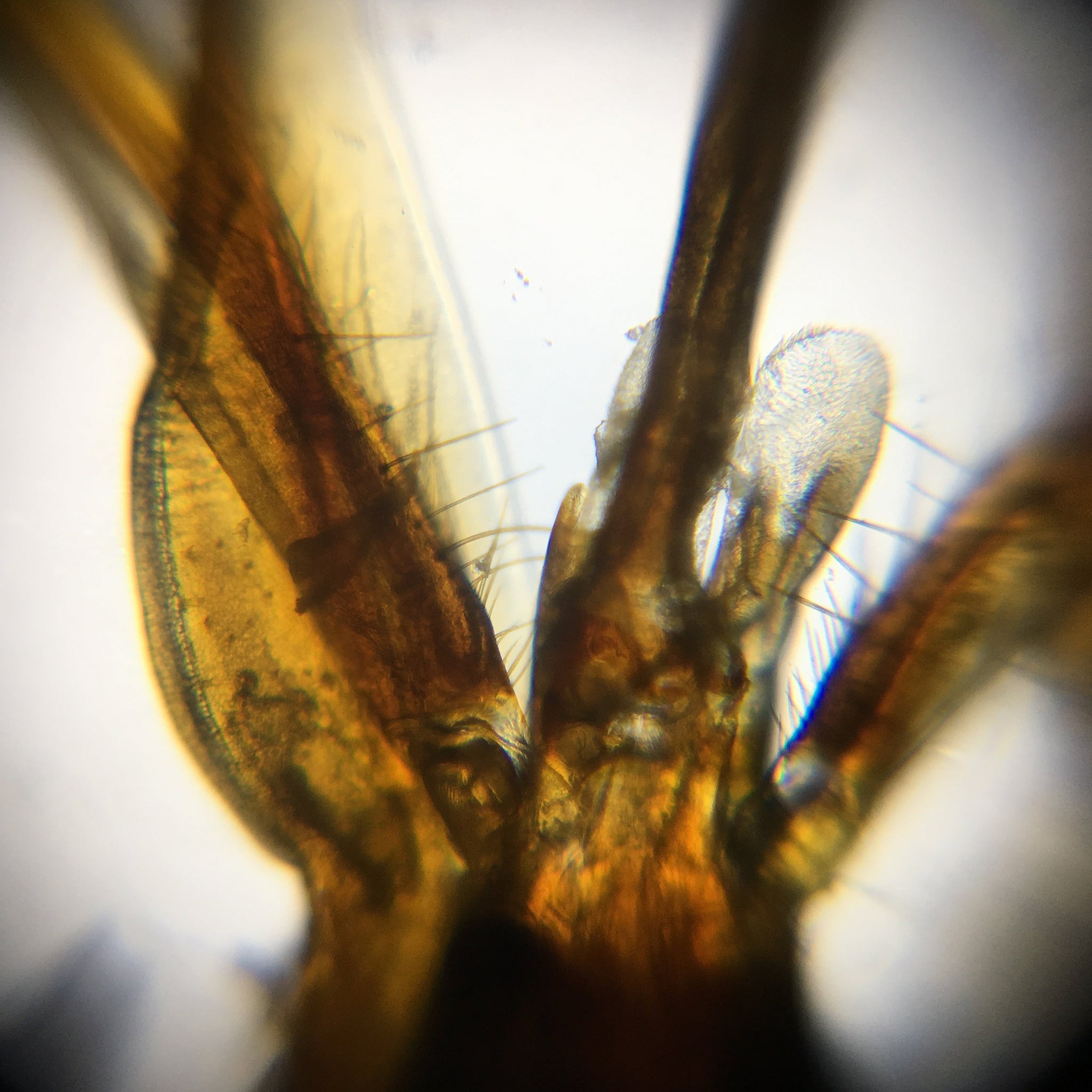 蜜蜂怎麼吸食花蜜、咀嚼花粉呢？— 蜜蜂身體構大解析(下)