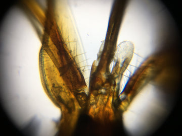 蜜蜂怎麼吸食花蜜、咀嚼花粉呢？— 蜜蜂身體構大解析(下)