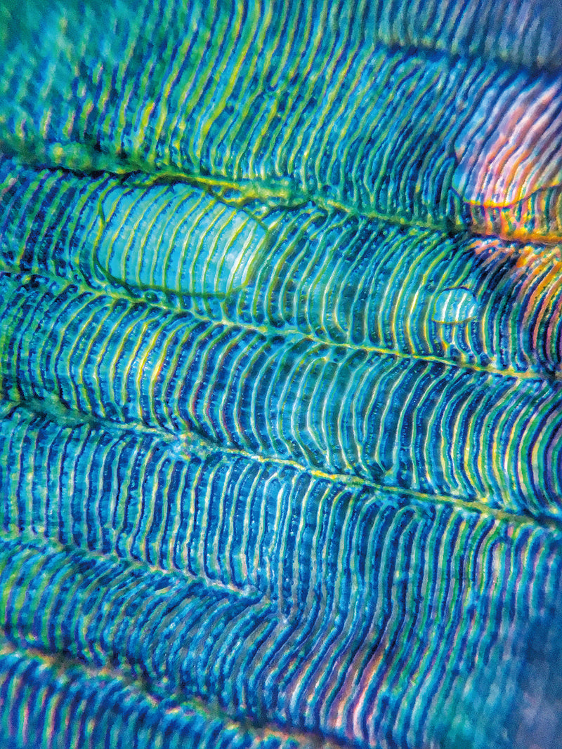 魚鱗