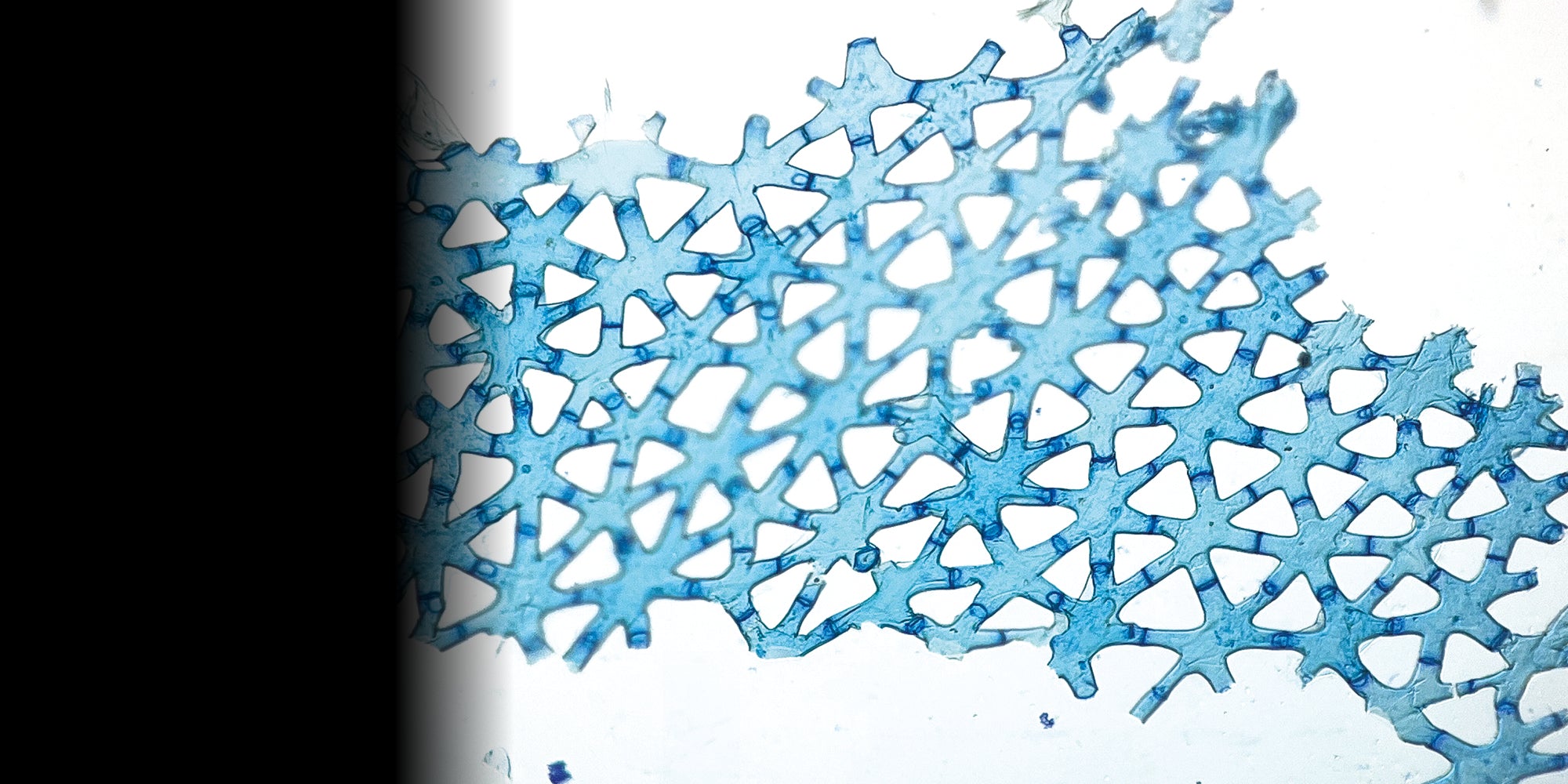 slider image slider_item_abW4pw