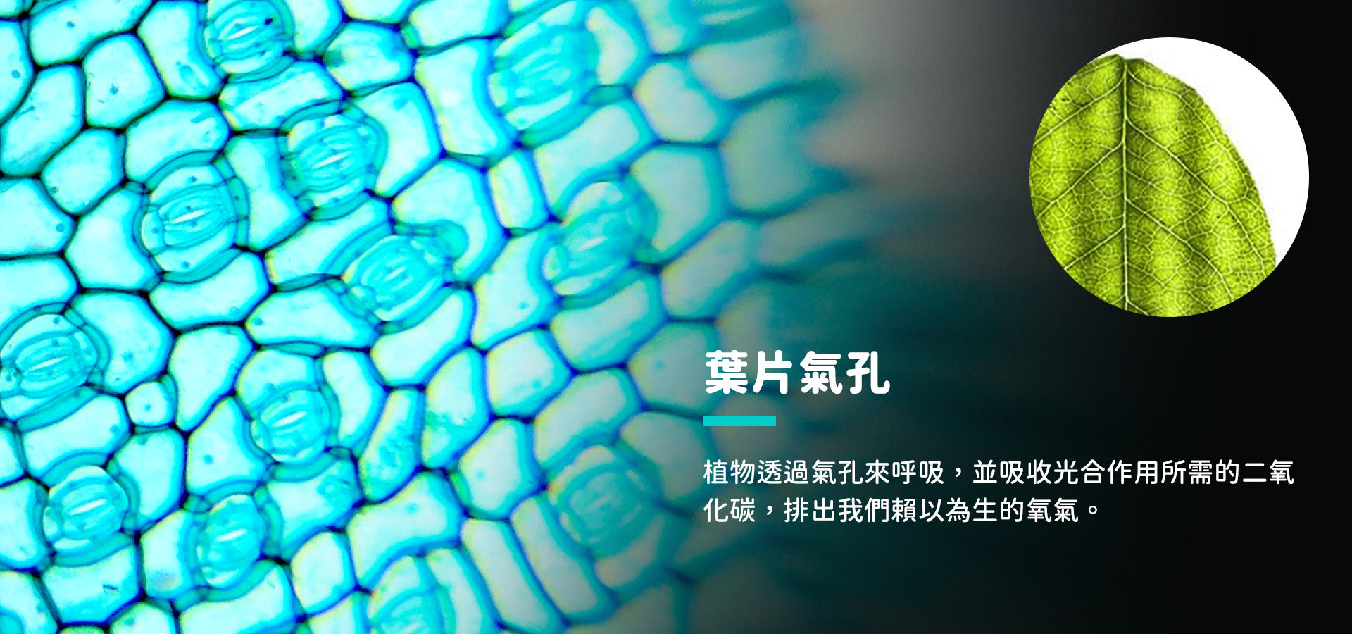 slider image slider_item_fcwgRU